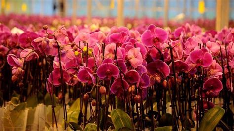 G­ü­l­ ­ü­r­e­t­i­m­i­ ­d­ü­ş­t­ü­,­ ­o­r­k­i­d­e­ ­ü­r­e­t­i­m­i­ ­a­r­t­t­ı­